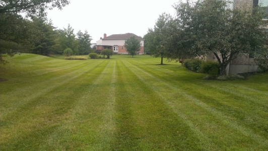 elegant-lawn-services-mowing-stripes13