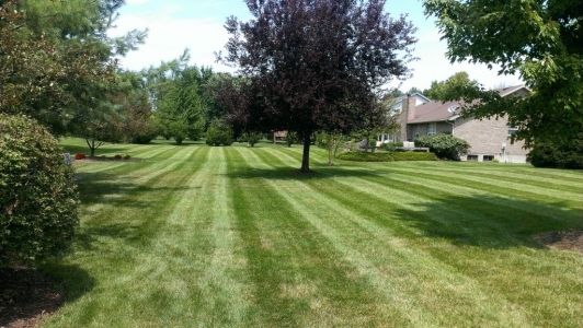 elegant-lawn-services-mowing-stripes19