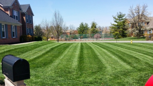 elegant-lawn-services-mowing-stripes30