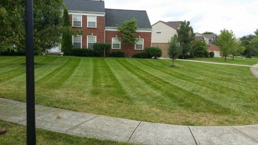 elegant-lawn-services-mowing-stripes39
