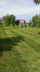 elegant-lawn-services-mowing-stripes40