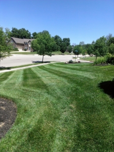 elegant-lawn-services-mowing-stripes9